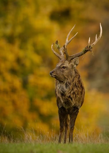 Jozsef Baricz en Hamelin: Fauna, We enjoy the autumn sunshine
 🦌

#animal #animals #wildlifephotography #wild #wildlife #deer #nature #natural #outdoor #...