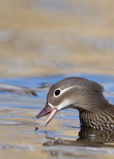 Jozsef Baricz en Hamelin: Fauna, Aix galericulata (Linnaeus, 1758), Female Mandarin Duck catch🦆

#mandarin #duck #mandarinduck #bird #birds #birding #bir...