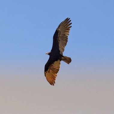 Nandansm en Hamelin: Fauna  (Iriondo), #aves21 