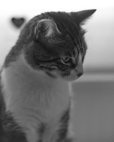 fdhphotos en Hamelin: Fauna  (Leganés), #cat #catsofinstagram #gatos #gato #gatosdeinstagram #animals #animales #pet #petsofinstagram #felinos #feline