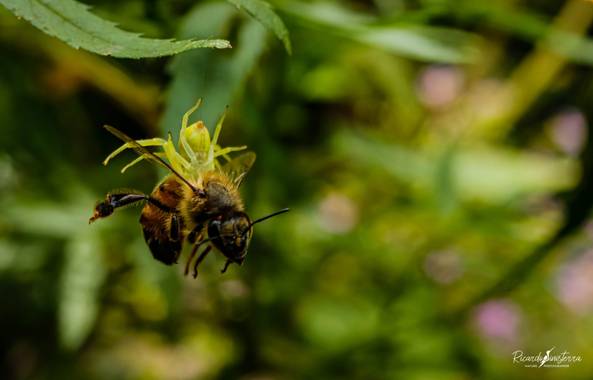 sinisterra2009 en Hamelin: Fauna  (Cali), Araña cangrejo 
Tomísidos (Thomisidae)
Colombia Valle del Cauca 
Canon sl2 lente macro 100mm 

https://instagram....