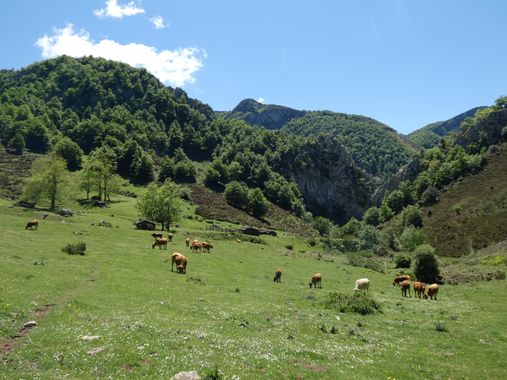 mariale en Hamelin: Paisaje  (Caso), 📸 #marialemdza
💚 🌿🌳 🌿💚
#CumpleHamelin
#Naturaleza #BellezaNatural #paisaje 
#Asturias  #Montaña #forest #bosque ...