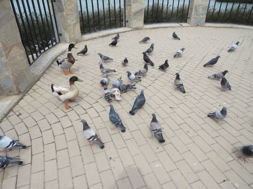 Solerantonio2 en Hamelin: Fauna  (Almería), Aves