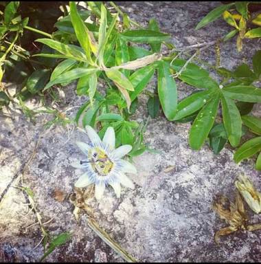 Supra3179 en Hamelin: Flora  (Ciudad de Buenos Aires), Passiflora caerulea, Me detuve ante tanta belleza 