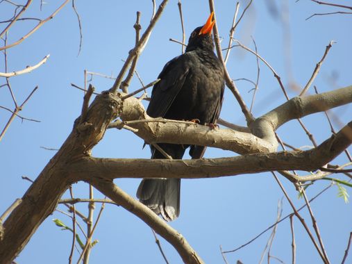 Solerantonio2 en Hamelin: Fauna  (Almería), Turdus merula Linnaeus, 1758, Mirlo comun