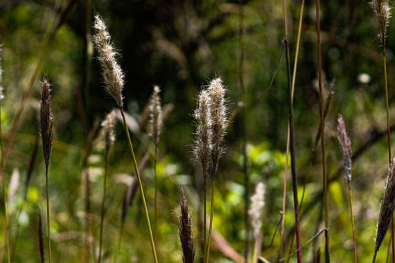 Franciss RNR  en Hamelin: Flora  (Pimampiro), Bothriochloa barbinodis, #flora 