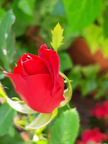 Sovinna en Hamelin: Flora  (Madrid)