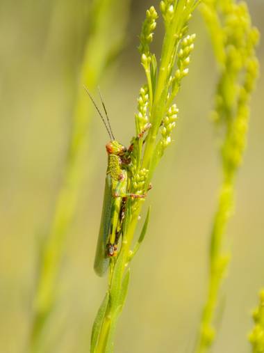 Agusroic en Hamelin: Fauna, #Langosta 