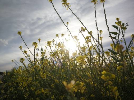 Enlacelion en Hamelin: Paisaje  (Murcia), #Flora #Paisaje #naturaleza 