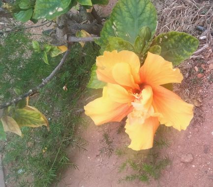 Solerantonio2 en Hamelin: Flora  (Almeria), Hibiscus rosa-sinensis, Planta