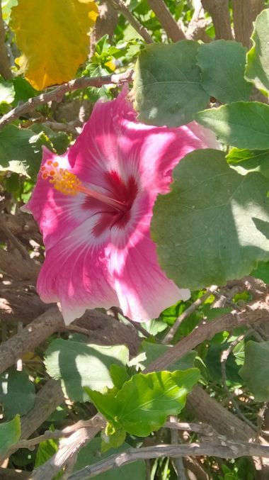 Solerantonio2 en Hamelin: Flora  (Almeria), Planta