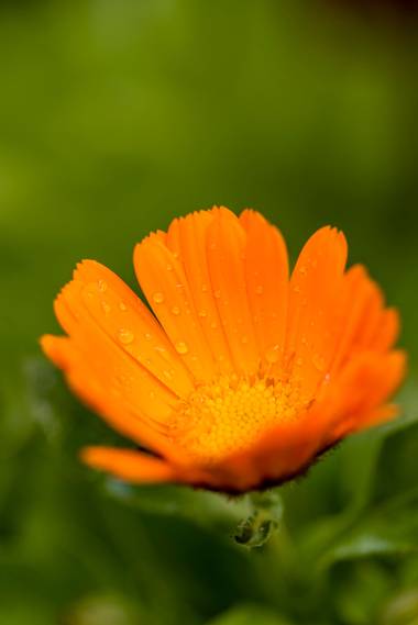 ramonportellano en Hamelin: Flora  (Jaén), Calendula officinalis, Calendula officinalis, de nombre común botón de oro, caléndula, mercadela o maravilla, es...