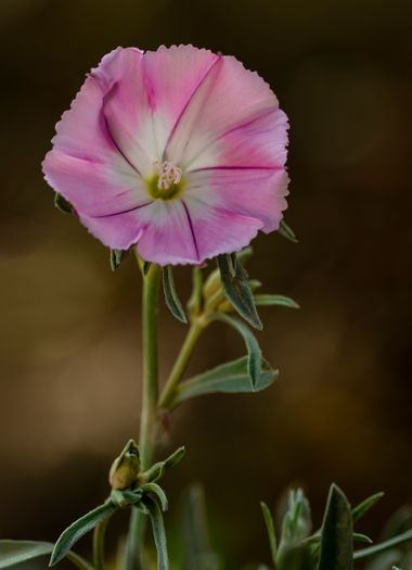 Juanfra.1791 en Hamelin: Flora  (Alhama de Almería), Convolvulus lineatus L.