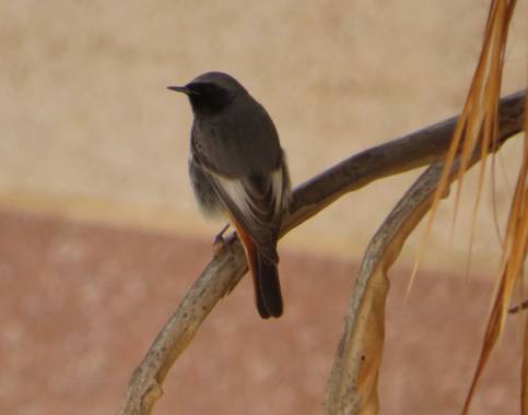 Solerantonio2 en Hamelin: Fauna  (Almería), Phoenicurus ochruros (S.G.Gmelin, 1774), Colirrojo tizon