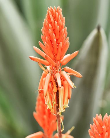 Juanatlantida82 en Hamelin: Flora  (Puerto de la Cruz), #floresbonitas 