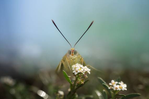 Felicia.sabater en Hamelin: Fauna  (Badalona), #mariposasenespaña 