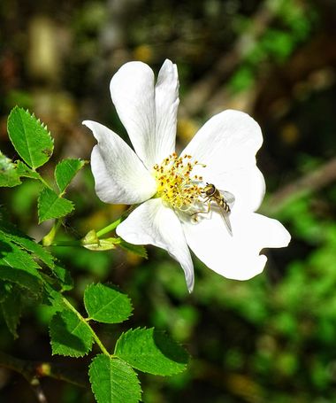 Mivilor68 en Hamelin: Flora  (Calle las Matas), #floresblancas 
#incestos