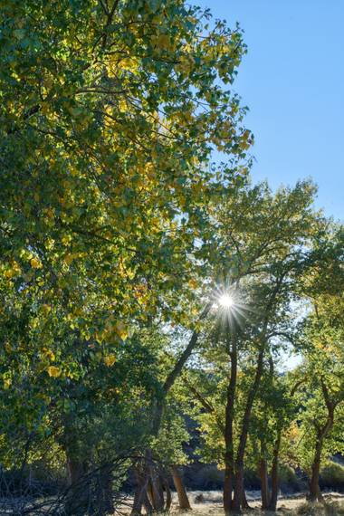 Capturolavida en Hamelin: Flora  (Baza), Parque Natural Sierra de Baza 
#paisaje #naturaleza #flora #otoño20