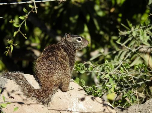 choyero40 en Hamelin: Fauna  (Comondú), Otospermophilus variegatus (Erxleben, 1777), Disfrutando la naturaleza #ardilladelasrocas #ardillonderoca #ardillad...