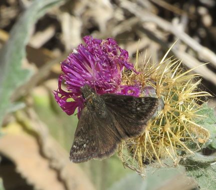 Solerantonio2 en Hamelin: Fauna  (Sorbas), Insecto