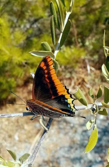 Jcestradaliebana en Hamelin: Fauna  (Almería), Mariposa. Andalucía ##fauna