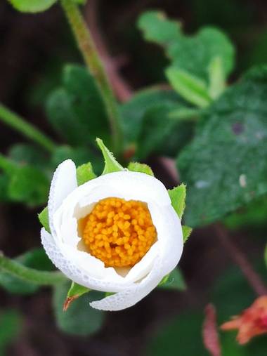 Gabrielfgasparin en Hamelin: Flora  (La Puebla del Río), Una preciosa flor lista para abrir 