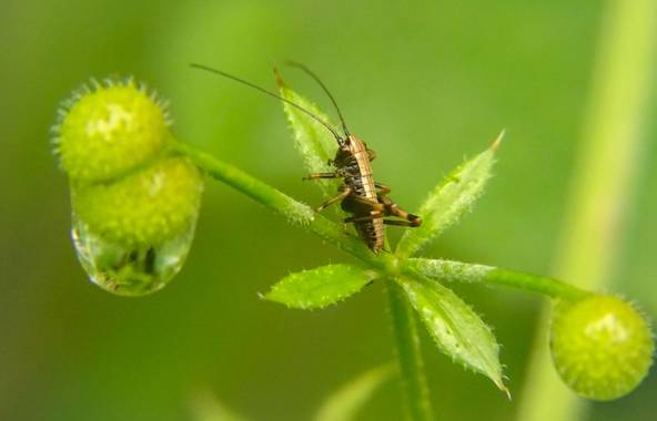 Eritz.cortazar en Hamelin: Fauna  (Bilbao), Grillo arbusto oscuro 🦗

#pholidoptera #griseoaptera #pholidopteragriseoaptera #grillo #cricket  #nature #natu...