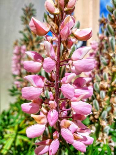 andresmartinez en Hamelin: Flora 