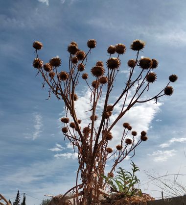 Solerantonio2 en Hamelin: Flora  (Alhama de Almería), Cynara cardunculus, Planta