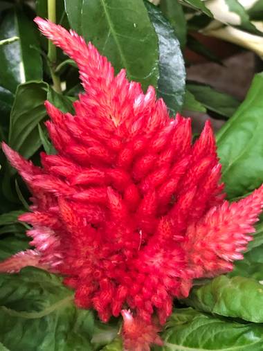 Cristinna_75 en Hamelin: Flora  (Coslada), Celosia argentea, No se que flor es pero es muy bonita #flor #bonita 