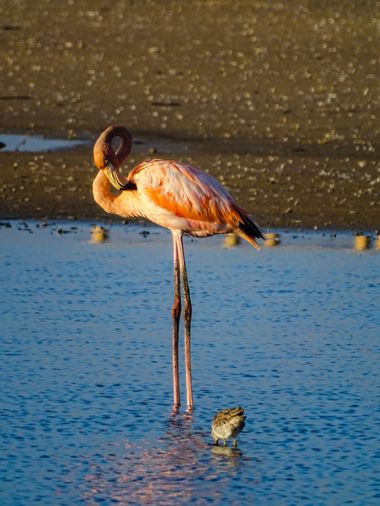 Dimaswaterlover en Hamelin: Fauna  (Riohacha), Phoenicopterus ruber Linnaeus, 1758, #nature #naturelovers #naturephotography #birds #flamencos 
