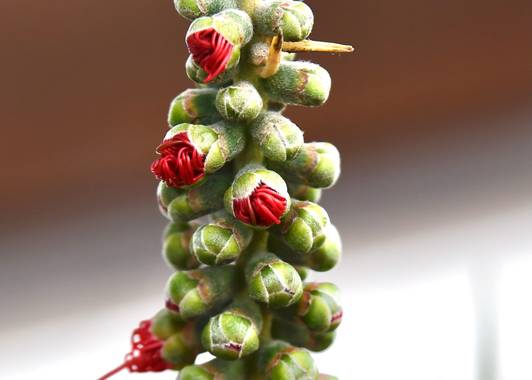 ralphlagarillo en Hamelin: Flora  (Málaga), #flora21