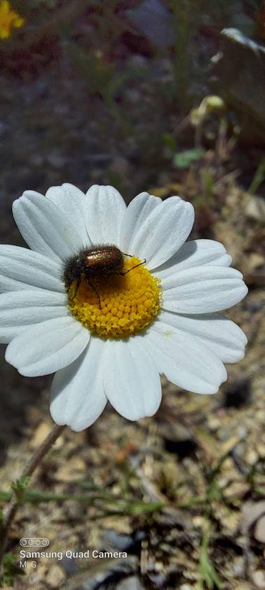 Apasnau75 en Hamelin: Flora  (Ardales), Una de bichitos brillantes...