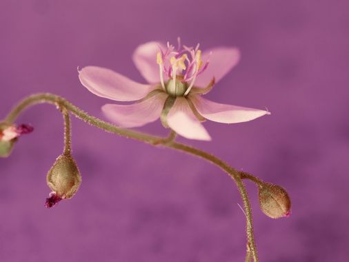 carolasantin4 en Hamelin: Flora  (Sevilla), #flower #flores #drosera 