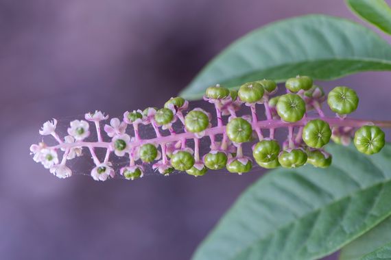Peremateo en Hamelin: Flora  (camí dels Castanyers), Phytolacca americana, #flower