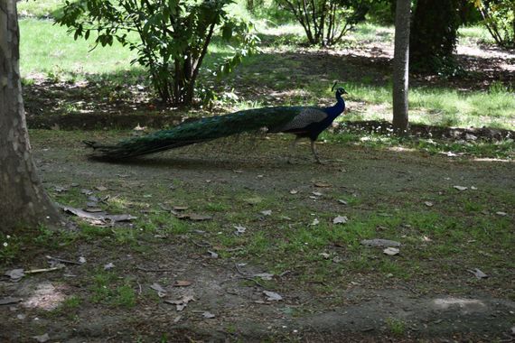 Solerantonio2 en Hamelin: Fauna  (Aranjuez), Pavo cristatus Linnaeus, 1758, Pavo real