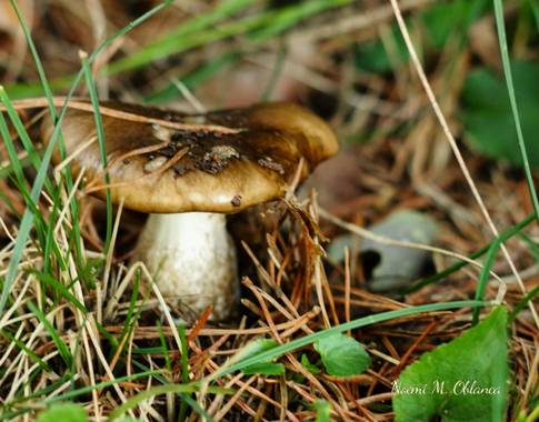Noemi en Hamelin: Observación  (Navarra), Los paseos están llenos de lpequeños detalles .... #otoño20 #seta #hongo #pentax