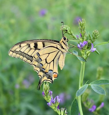 Beethovenzujo_86 en Hamelin: Fauna  (Murcia), Papilio machaon Linnaeus, 1758, La Papilio machaon

#nature #butterfly #mariposa #spain #españa #murcia #natu...