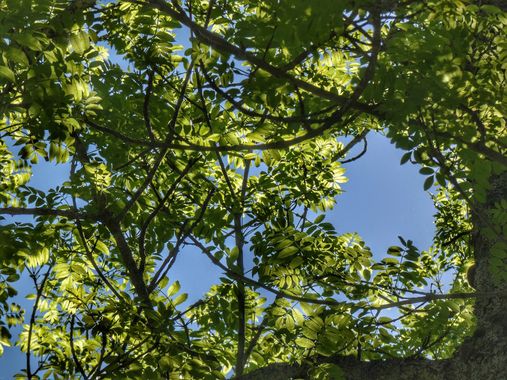 mariale en Hamelin: Flora  (Caso), Fraxinus ornus, 📸 #marialemdza
💚 🌿🌳 🌿💚
#CumpleHamelin #Fresno #HojasDeFresno #hojas 
#Naturaleza #BellezaNatural #...