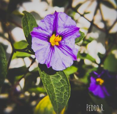 PEROMA_PHOTO en Hamelin: Flora  (Vélez-Málaga), Lycianthes rantonnetii, . 