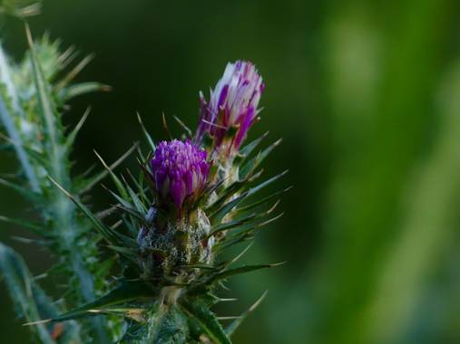 Lola.arlandi en Hamelin: Flora  (els Guiamets), Carduus pycnocephalus, #flora21 