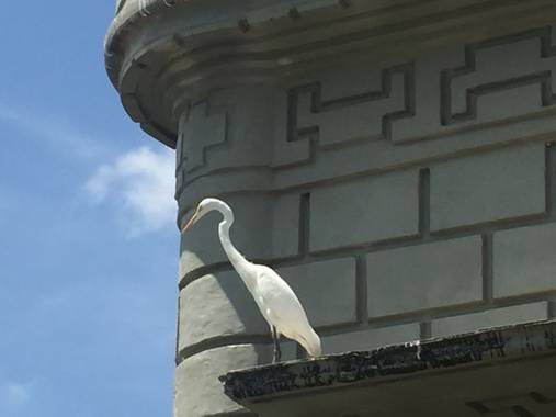 mauricioverbel28 en Hamelin: Fauna  (Lorica), Ardea alba Linnaeus, 1758, #riosinu #santacruzdelorica #aves21 