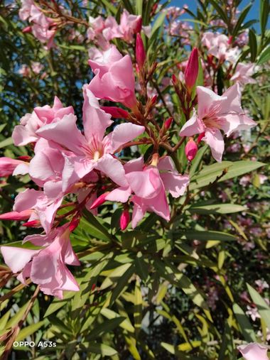 Solerantonio2 en Hamelin: Flora  (Almería), Nerium oleander, Planta