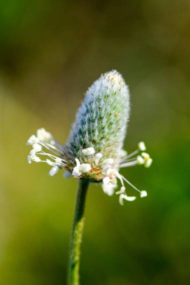Ninigabi en Hamelin: Flora  (Isla Cristina), Plantago lagopus, #rabitosconanillo