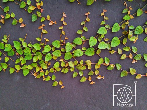 nelsonjmelendez en Hamelin: Flora  (Sucre), #ficusrepens #planta #enredadera #ficus #venezuela #cagua 