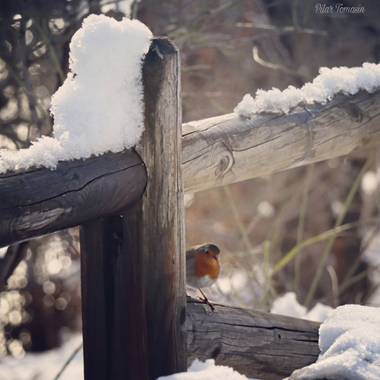 Yatoma66 en Hamelin: Fauna  (Madrid), Erithacus rubecula (Linnaeus, 1758), Sorpresa
#invierno20 