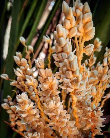 andreacelez en Hamelin: Flora  (Maimará), Pequeñas flores de palmera