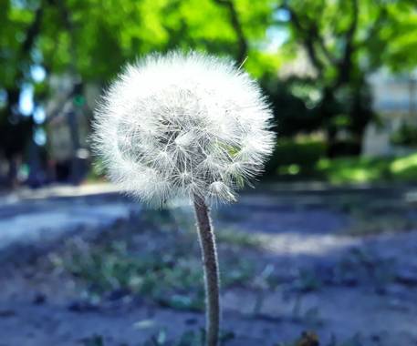 Cr93734 en Hamelin: Flora  (Retiro), #Taraxacum erythrospermum