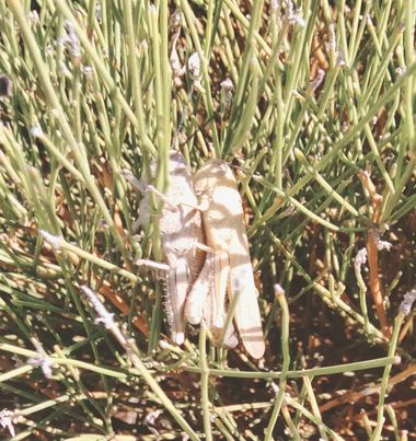 Solerantonio2 en Hamelin: Fauna  (Almería), Saltamontes insecto