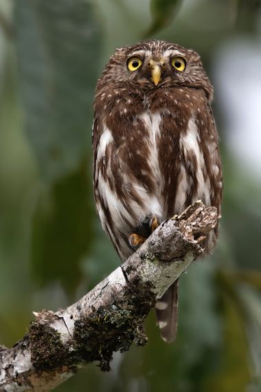 Ignicapillus en Hamelin: Fauna  (Peruíbe), Glaucidium brasilianum (J.F.Gmelin, 1788), Mochuelo caburé

Los géneros Glaucidium y Otus agrupan a las rapaces ...